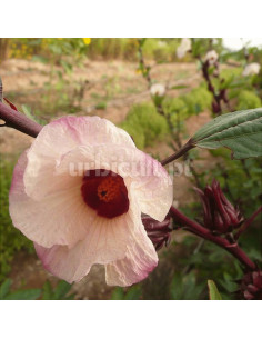 Hibisco 'Flor da Jamaica'